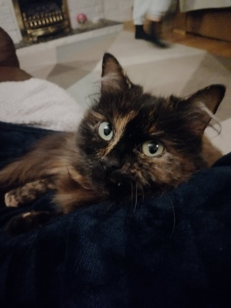 Paulapickle13's tweet photo. Good evening from Princess pumpkin 👑💕 #CatsOnTwitter #CatsOfTwitter https://t.co/fdOycCp9EL