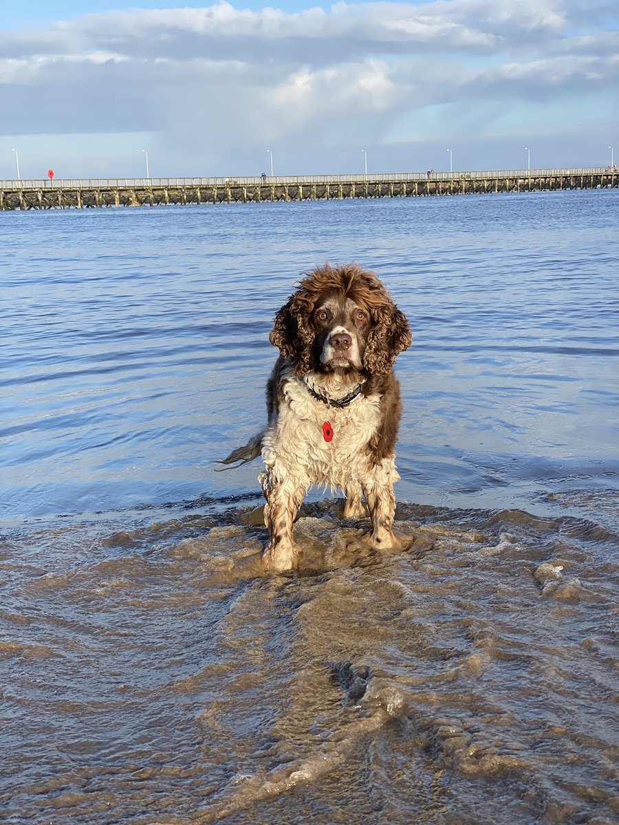 Today we went to Amble, I had a paddle, I was posing for mum & a wave got me 🤣🤣🤣 #GreatFun