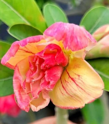 Para mi cubana del alma <a href="/Aittana20/">Aitana</a>, no pido ni arco iris ni soles....ella es el mismo 🌞 y su ternura deja llover colores y la mañana se hace 🌈  entonces las alas besan los labios de la vida y ella sonríe......para ti, mi alma y mi cariño...que no se si son suficientes.