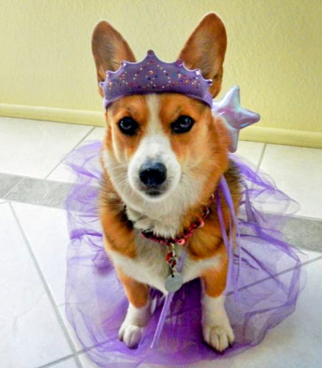 corgiizone's tweet photo. How is this dress ? https://t.co/hYhB7AAkFZ