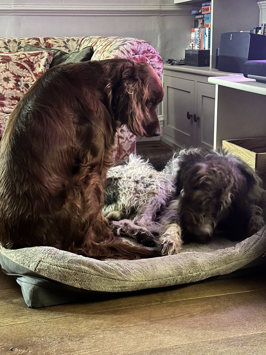 baronlordvader's tweet photo. #setterlife
#wirehairedpointer
#SundayThoughts https://t.co/q61ajumVAY