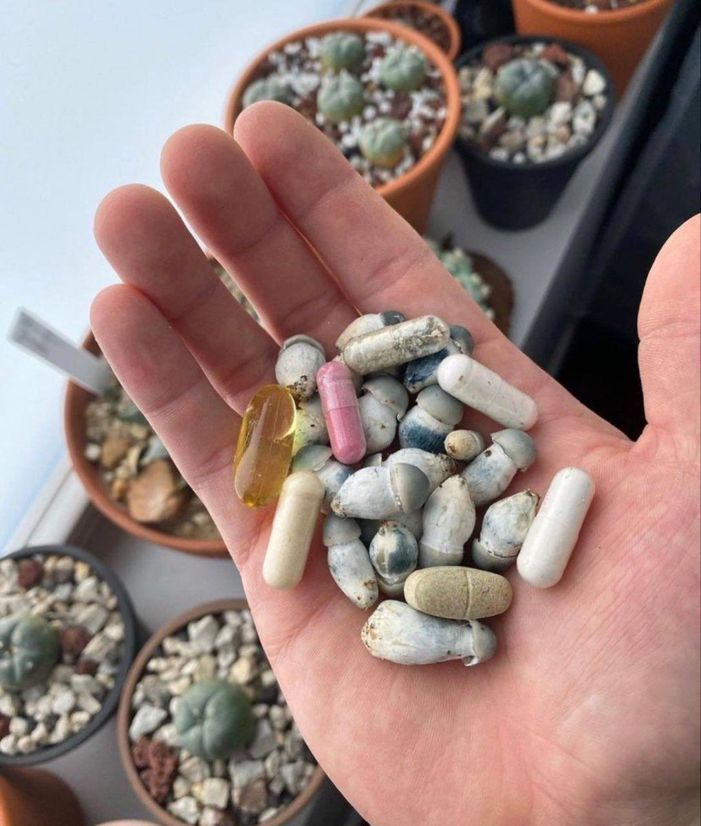 BrainAlienated's tweet image. 