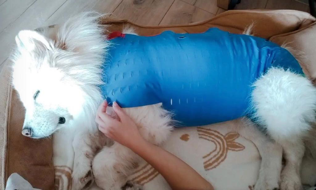 Winpet Yara Koruyucu Korse rahatlığı sayesinde, minik dostlarımız operasyon sonrasında sağlıklı bir süreç geçirir.
Bayi Kliniklerimizden KUŞADASI
Vet İnternational;
Hastarının,
✅ Konforunu,
✅ Güvenini,
✅ Hijyenini,
✅ Mutluluğunu,
Önceliği kabul ediyor