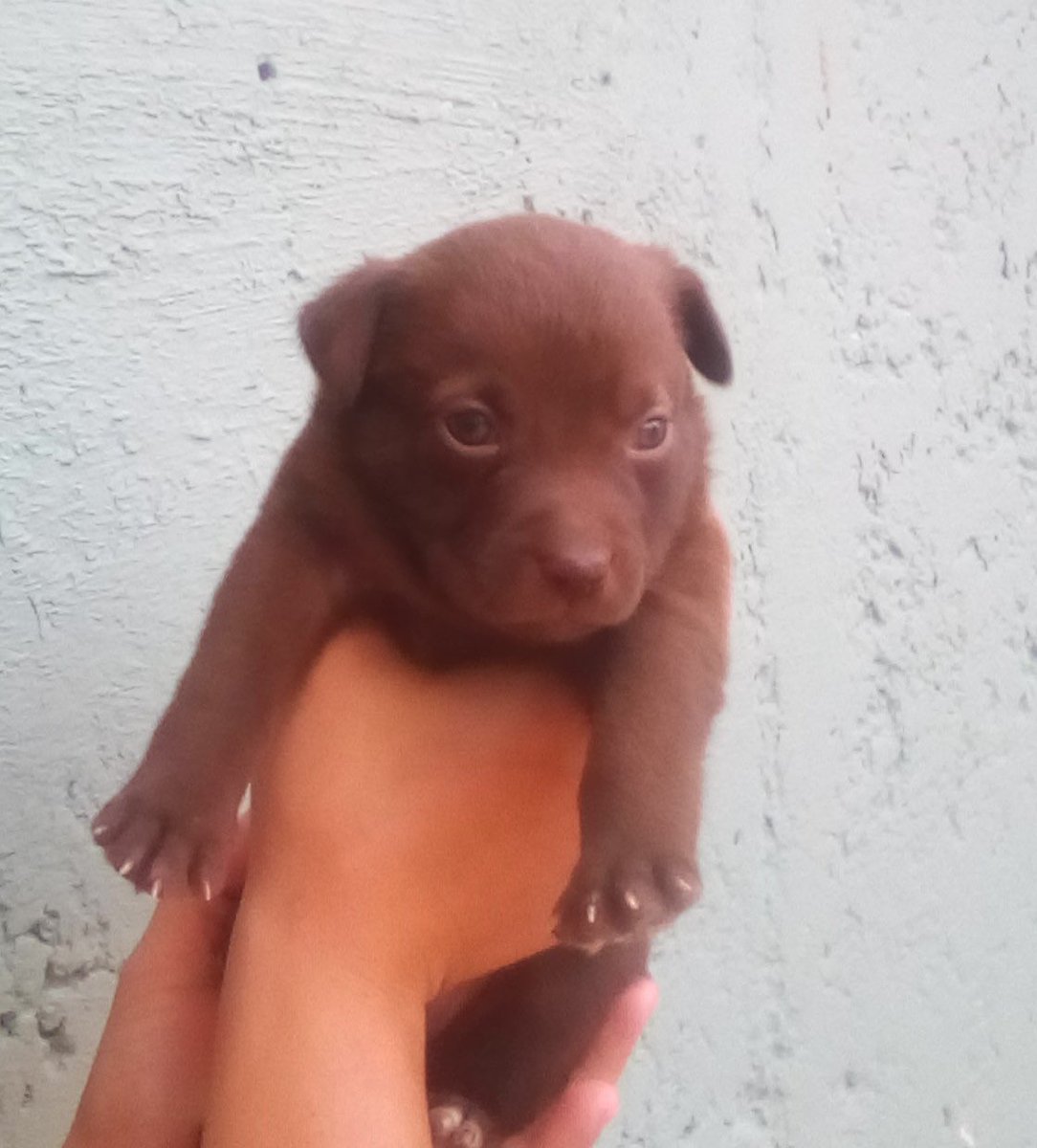 ayudemosapluto's tweet photo. She is #GingerAP, she was rescued from a garbage dump along with her babies, there was even a 5th baby that some children killed at the point of stones π We went for her and managed to locate her. She came to us in 2021, her babies were adopted thank God and she continues with https://t.co/CH10EO8F04