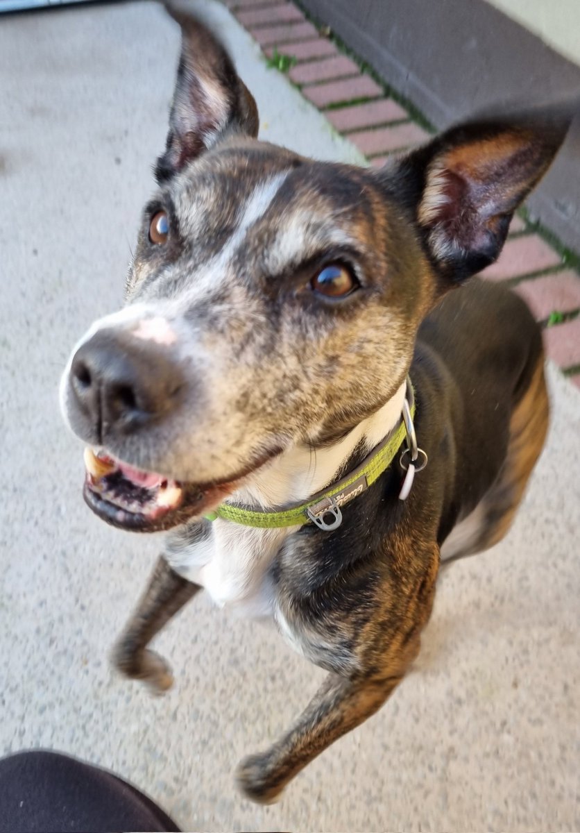 Apologies for being a bit quiet today but have been busy out fundraising for our Super Seniors ❤️🐾 In the meantime Hughie has been doing his kangaroo impression 😀 Our boy is still waiting for his special someone, could that be you? seniorstaffyclub.co.uk/adopt-a-staffy…
#seniorstaffy #dogs ❤️