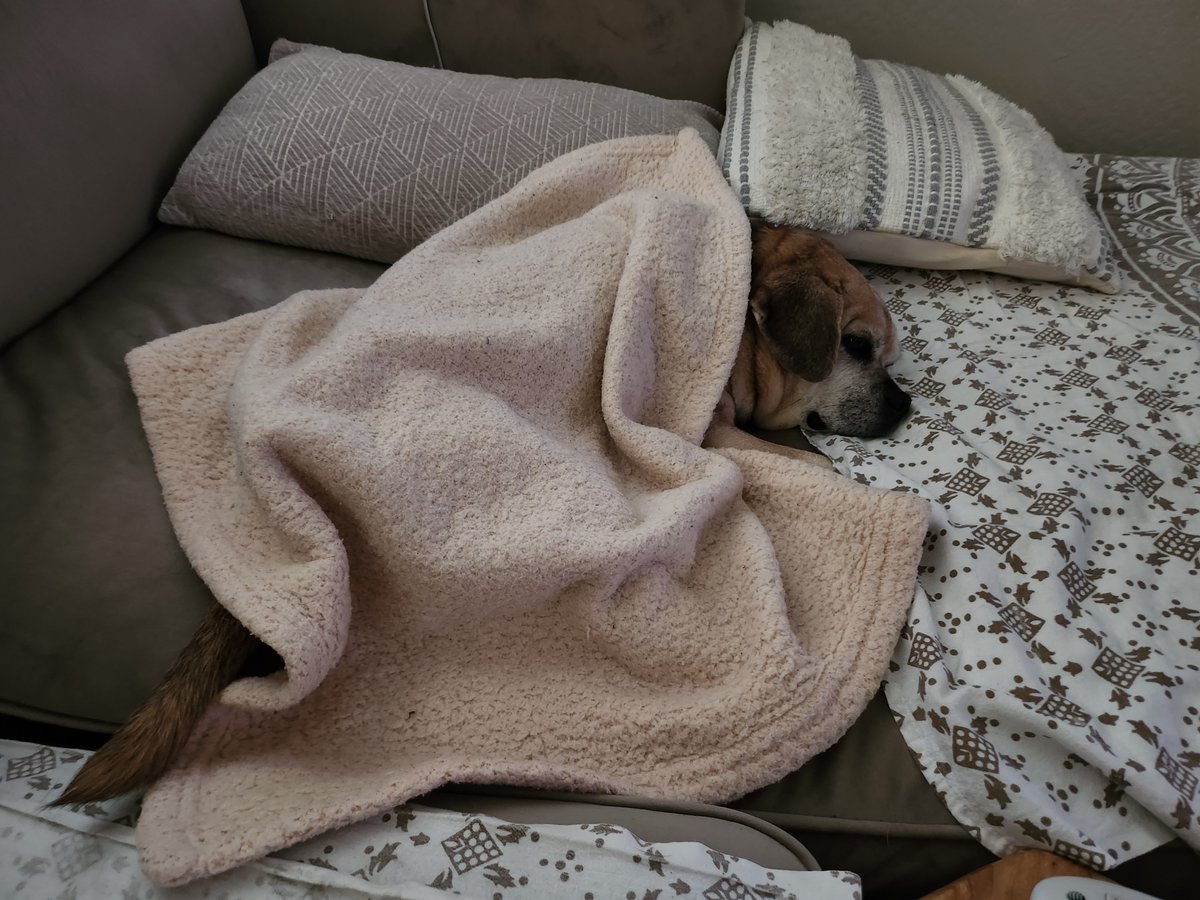 PnutEllie's tweet photo. Maizy is all snuggled up for a cozy morning nap before the Bears game, when her folks will be clapping, cheering, and singing the Bears fight song.
🐻⬇️ #ChicagoBears #pugglesnuggle https://t.co/ZwvPcugfNI
