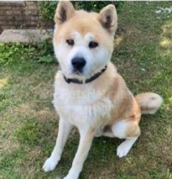 millypod1's tweet photo. ๐17 NOV 2022 #Lost SILVA
Ginger & White Akita Male
Ford End Road #Bedford #Bedfordshire #MK40
SIGHTINGS PLZ โ๏ธ07766 949499/ 07535 256989
https://t.co/fjvUJi4pwY https://t.co/4oYOCUJrTg