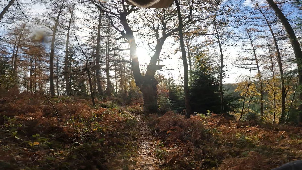 swearybiker's tweet photo. Absolutely spot in weather for riding today #absolutemtb #totalmtb #goatmtb #UKmtbchat #localtrails #ludlow #mountainbike #mtb #mtblife #sundayride #stumpjumper https://t.co/pbbXmPWOXa