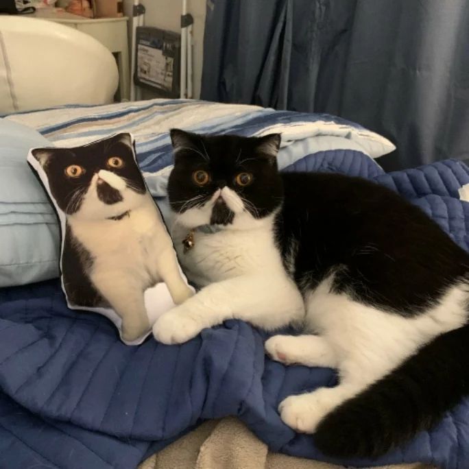 FireboltSews's tweet photo. Still one of my favorite customer photos of their cat with their Custom Pet Pillow. 😻 Order yours today of your favorite pet or person at Firebolt Creations on Etsy! https://t.co/91m9kR59TM https://t.co/HLeuZVEVIr