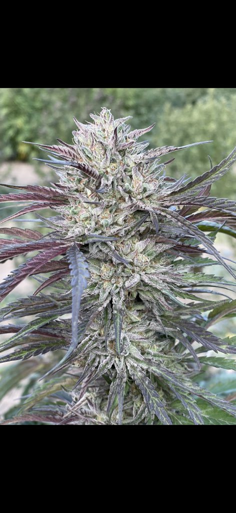 Free the weed … send email for free beans - just pay shipping …
happydreamsfarm@gmail.com
IG @happydreamsgenetics