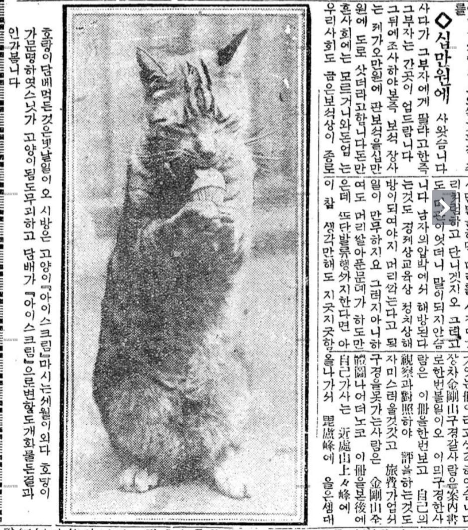 일제강점기 용례 찾아보다가,
아이스크림 먹는 고양이짤과 함께 “호랑이 담배 먹던 것은 옛날 일이오, 시방은 고양이 아이스크림 마시는 세월이외다“라는 알 수 없는 기사를 발견... ㅋㅋㅋㅋ

(1925년 8월 13일 동아일보)