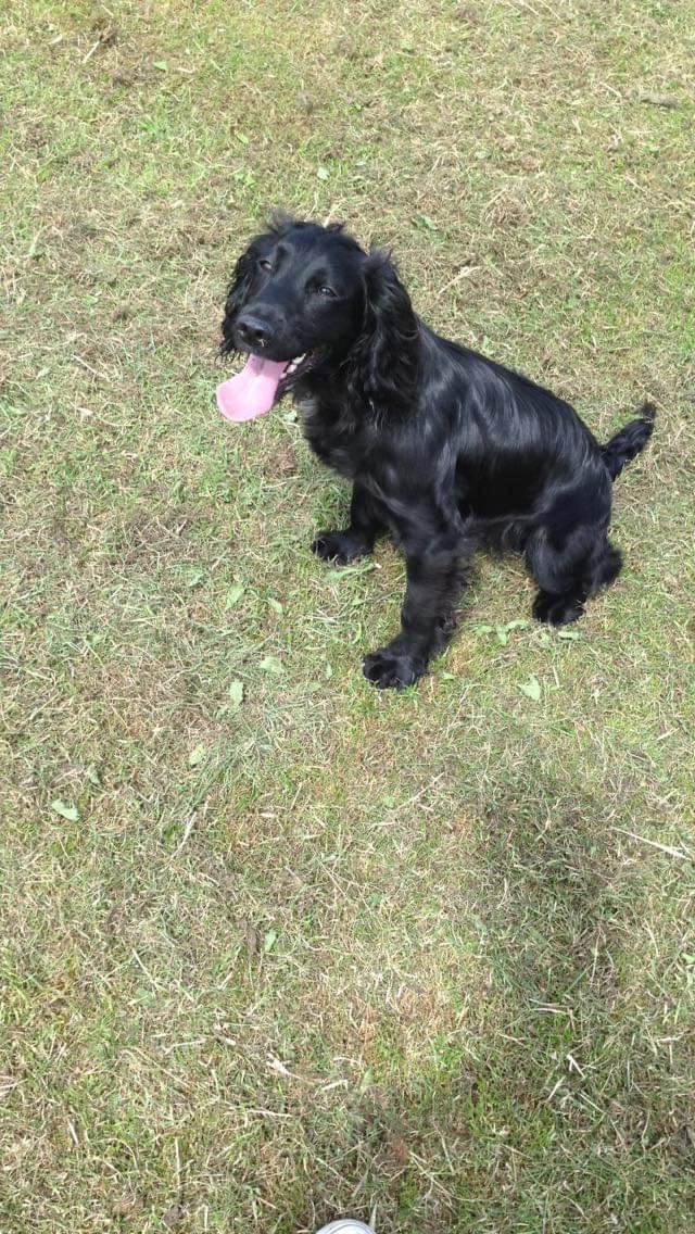 MissingPetsGB tweet picture