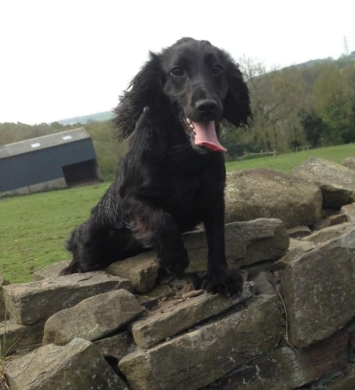 MissingPetsGB tweet picture