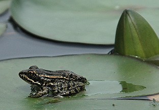 emoontx's tweet photo. #TweetAFrog Another view of a Leopard Frog https://t.co/GS8TBvUPf5