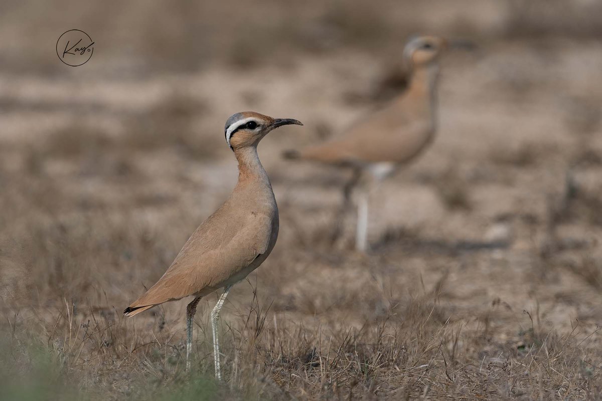 kishore4k's tweet photo. Cream-colored #courser at #jhampir
Nov-22
.
.
#birdphotography #birdwatching @OrnithoPakistan @kamal_palari #pakistan #wildlifephotography https://t.co/kPYpTZ6Xqq