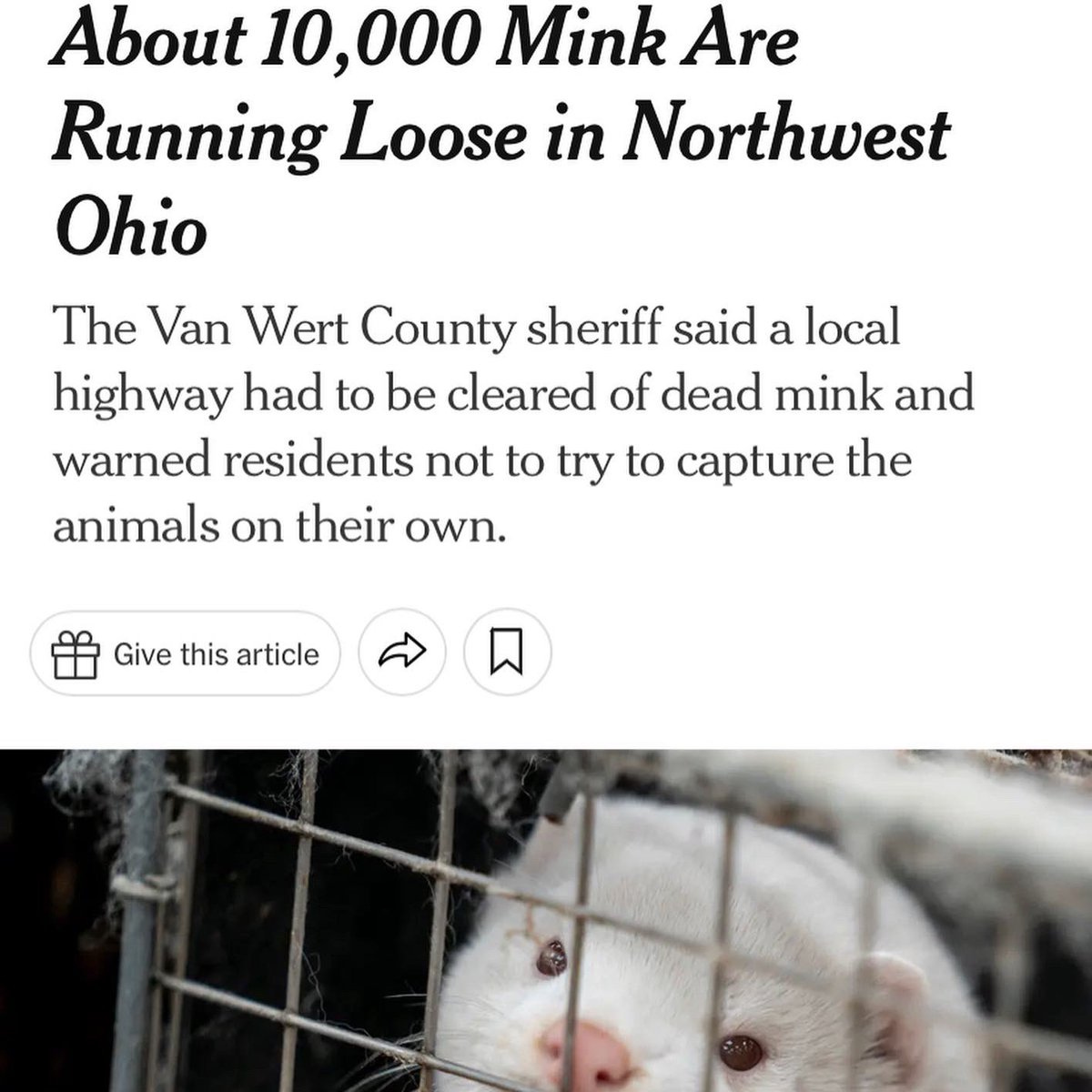 you can read the whole story free on the Amazon preview - very weird that a herd of freed mink are in the news this week

a.co/d/dIo7a7C