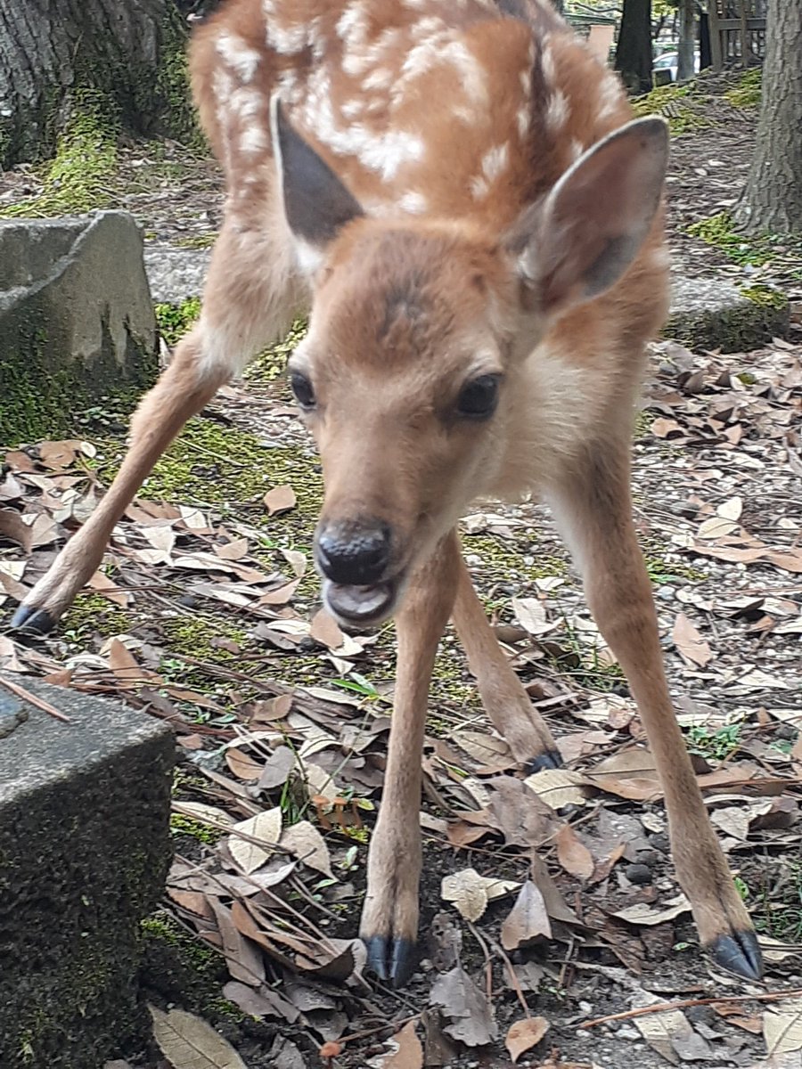 DeerHourly's tweet photo. https://t.co/ssBG0hjYFf