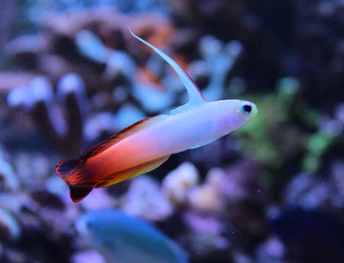 ReefChasers tweet picture