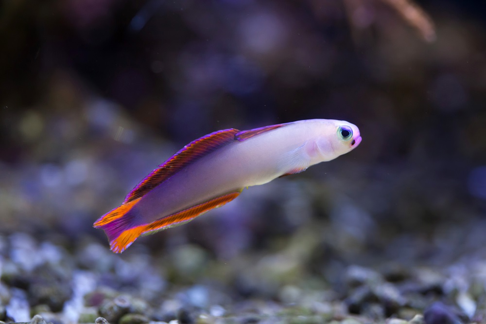 ReefChasers tweet picture