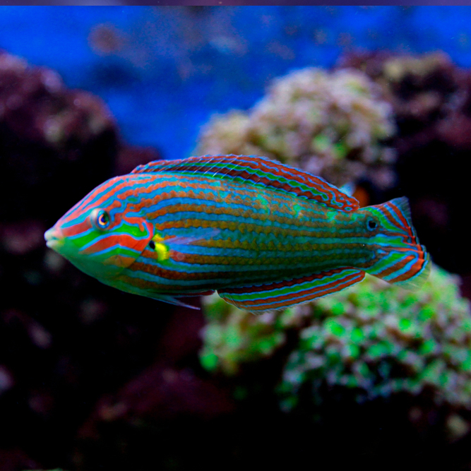 ReefChasers tweet picture