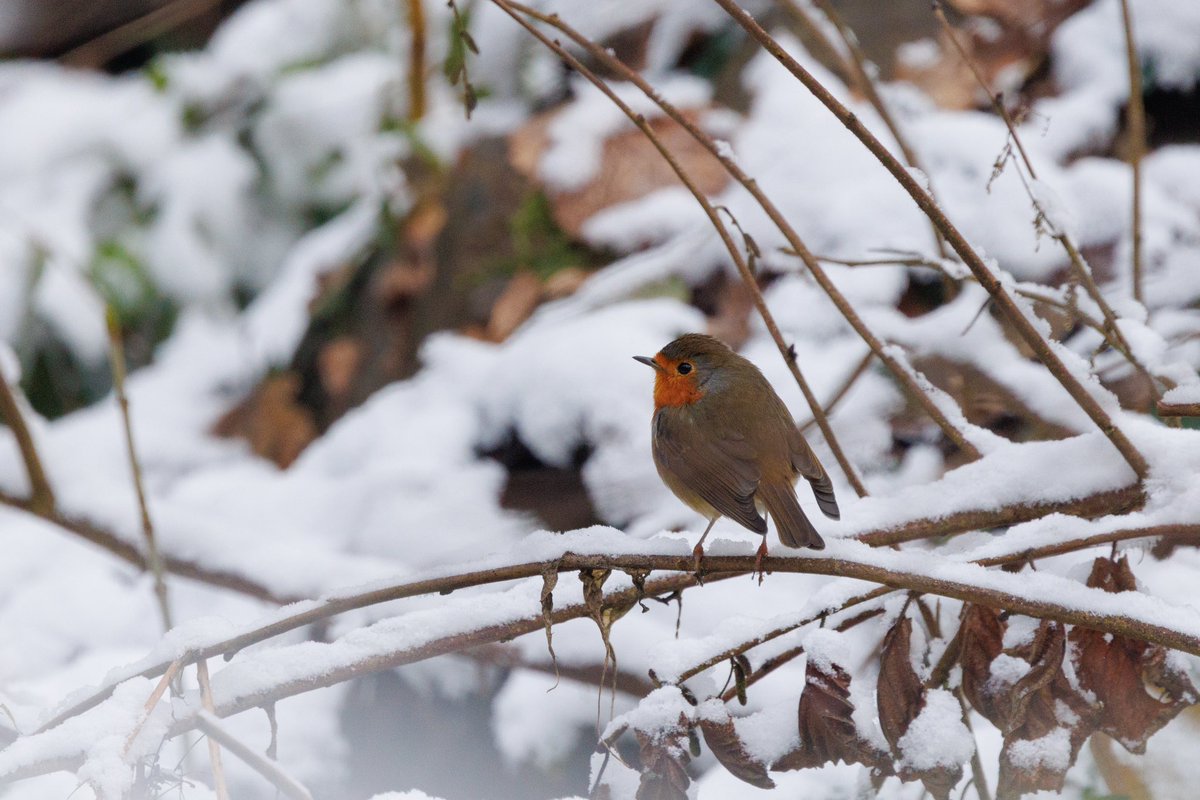 bluemonty221's tweet photo. #European_Robin #Robin #birds #birding #birdwatching #birdphotography #biders_gallery #nature #snow #γ¨γΌγγγγ³γγγͺ #γγγ³ https://t.co/52nVfHVKG7