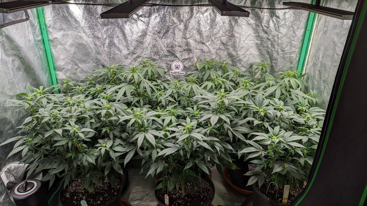 TempleGrower's tweet photo. Week 2.5. Almost lollipop time. I love lollipops.😋 Nice spread too eh. 3/4 lb from the 2x4 lfg. 💪🌱

6x 1.5gal pots of my #supersoil (#DontCallItDirt!) under a Migro Aray 4. 

#GrowYourOwn #CloneYourOwn #Cannabis #StrawberryCough #FuelDOG #Amnesia https://t.co/rPuv5xdPvP