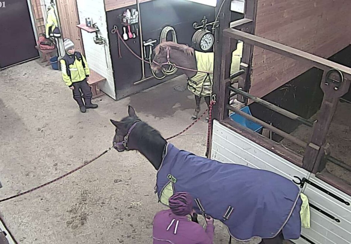 pp_trot's tweet photo. Aika usein meidän hevosia ja erityisesti varsoja ihastellaan, kuinka ne ovat niin toimivia. Nyt paljastan salaisuuden: meillä on tämmöisiä tallitonttuja, jotka käyvät omatoimisesti ottamassa hepat sisään, ottavat varsat käytävälle harjoittelemaan naruissa seisomista.. 1/3 #PPtrot https://t.co/wKA8AkQJq9