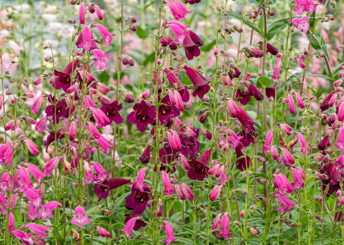 Hardy's Plants tweet media