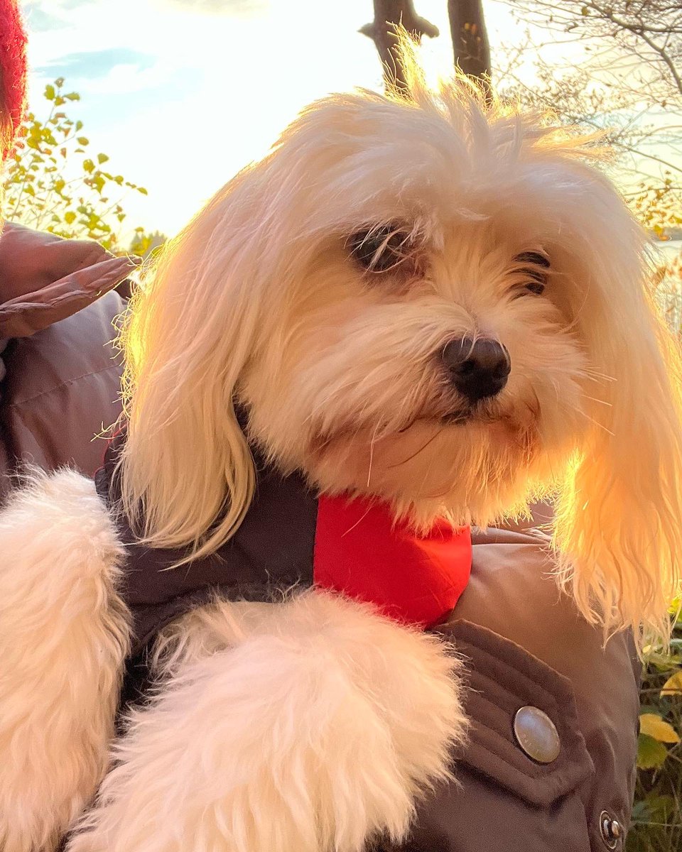 Jackmaltese2017's tweet photo. Beautiful, freezing day! https://t.co/Qdaak8hUi2