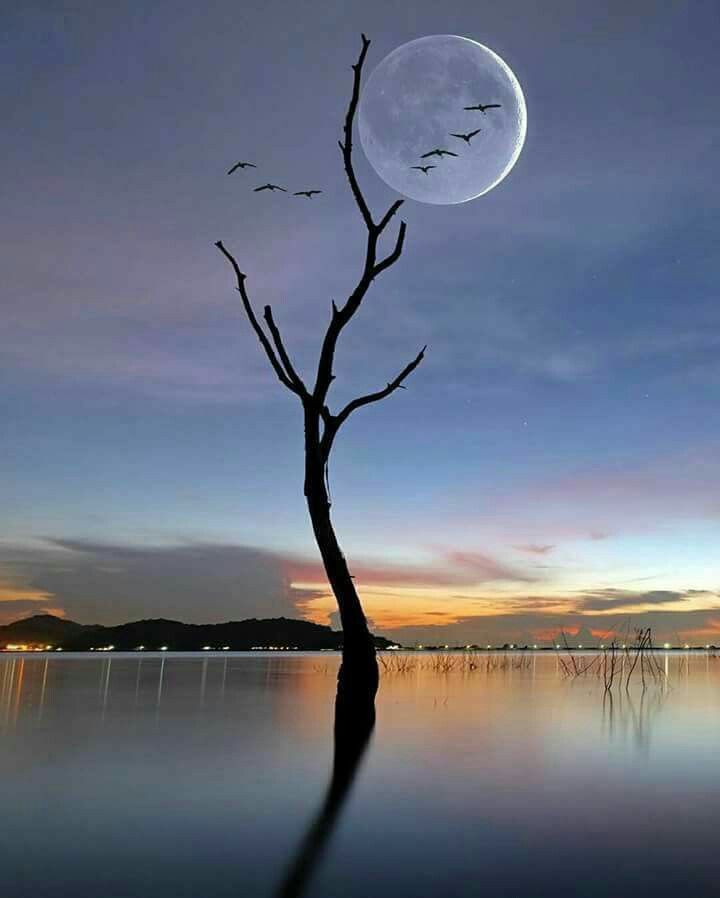 🌹🌼 Good night 🌼🌹 my dear 💕 friends 💕, have a nice night 🌹 &amp; sweet dreams 🌹🌼 everyone 🌼💕🌼🌹💞