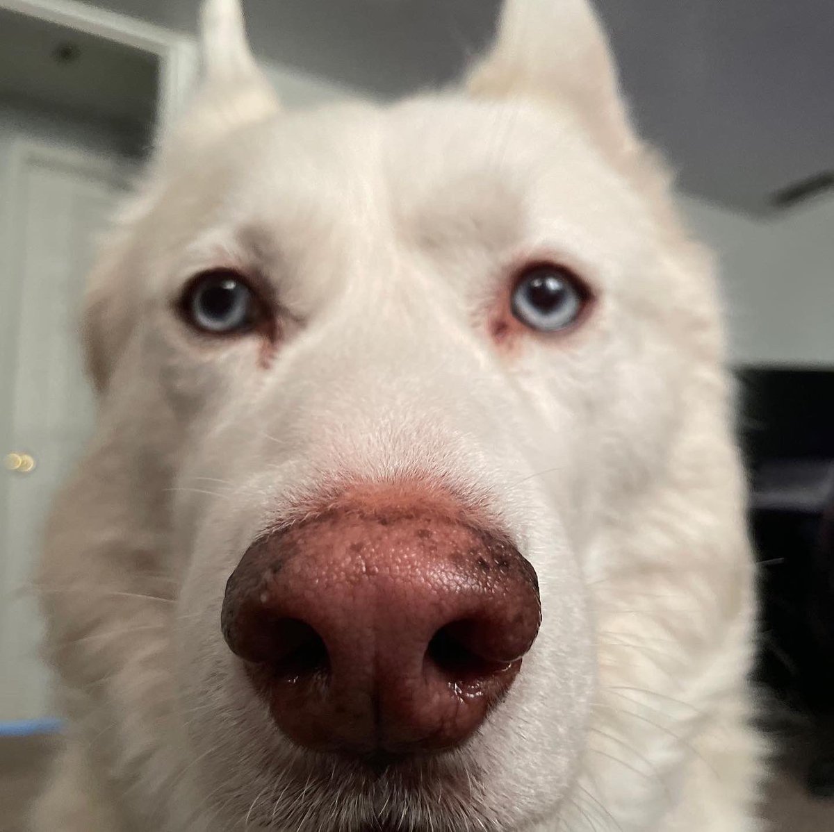 MandersYT's tweet photo. Craig’s animals just STARE 👀😂 #manders #manderyt #roguemander #craigmander #animals #pets #dogs #dog #cats #cat #dogsofinstagram #doglover #catsofinstagram https://t.co/ws0cPV2MCT