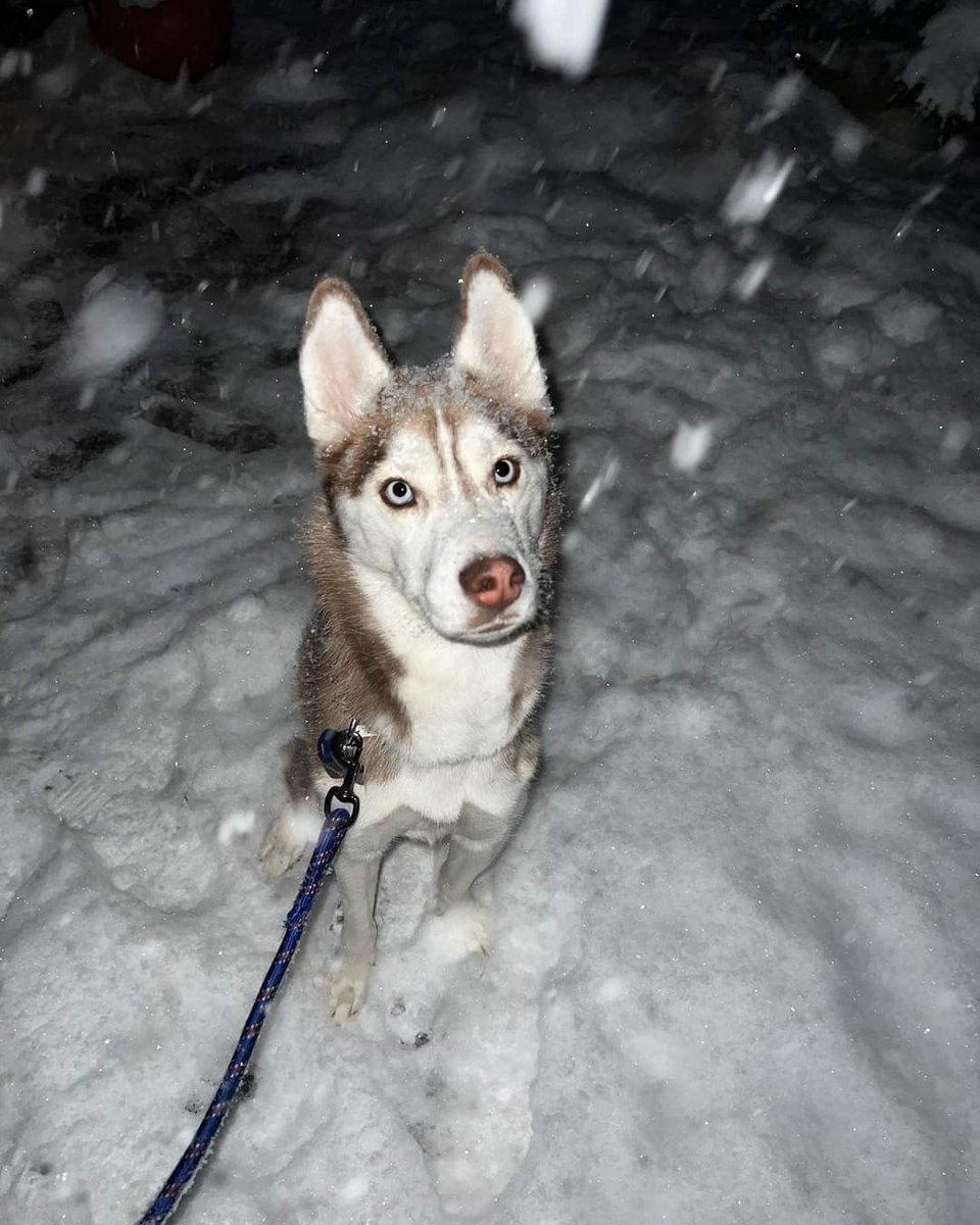 MISSING 2 YEAR OLD HUSKY NAMED MIKA 
LOST ON THURLBY RD, MASON, MI. Lost 11/20/22, 545pm.
PLEASE CALL 5178992873