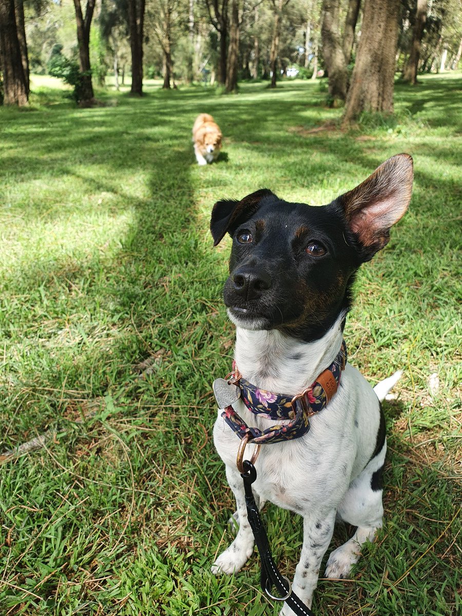 mikkyr4t's tweet photo. Doggy time in the park #doggy #Dog #cute #love https://t.co/8UGi7vRSr5