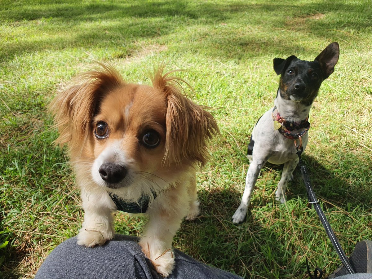 mikkyr4t's tweet photo. Doggy time in the park #doggy #Dog #cute #love https://t.co/8UGi7vRSr5