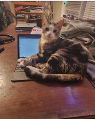 PetfindToronto's tweet image. #DANFORTH #DAWES  #Pls RT2unite #FOUND #CAT-  Nov 18/22 #Toronto Animal Services A935128 #PUBLIC L&amp;amp;F 416-338-7297 BRN TABBY DSH M/10Mth