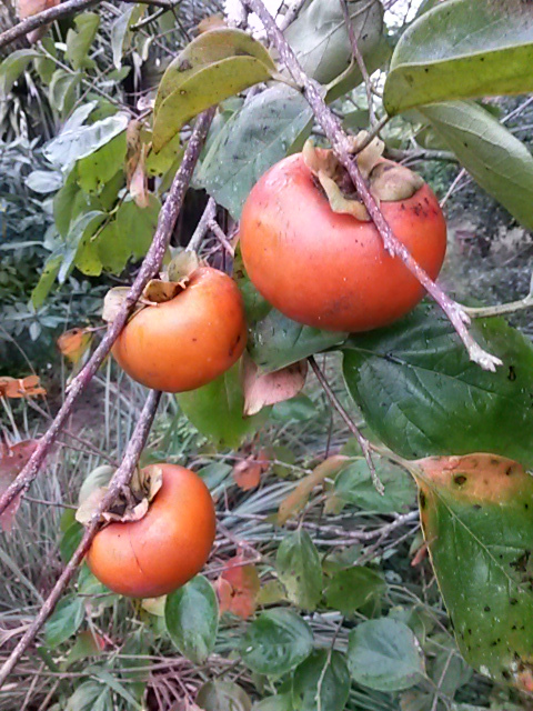 First crop of 'Ichi Ki Kei Jiro' Asian persimmons. I'm very impressed with this cultivar, a nonastringent type with excellent tasting fruits on a small (9ft/3m) tree. Flavor is best when fruits turn a deep orange on the tree. I plan to graft more of these.
#fruit #persimmon
