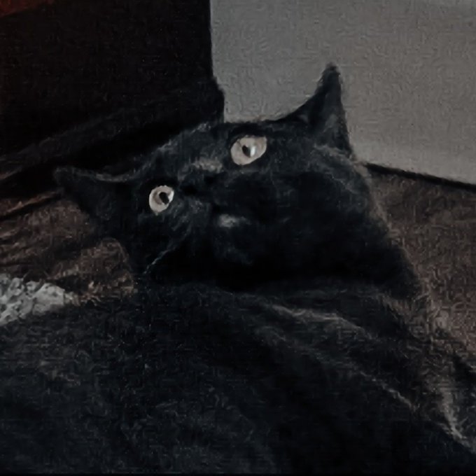 This cat has me weak 🤣 https://t.co/WuBLlINeoJ