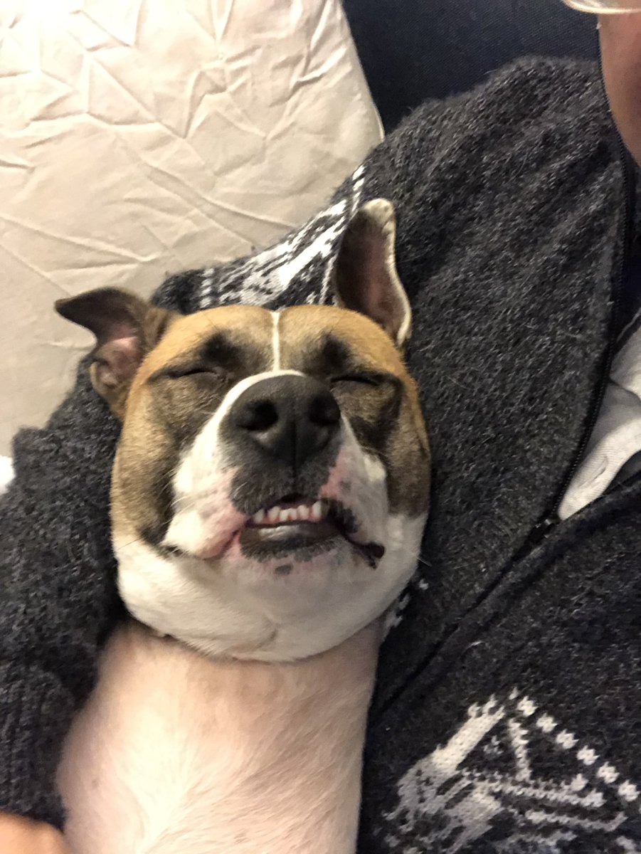 Radinitocmoi's tweet photo. Sleepy toofers
#toofers #chimichurri https://t.co/EXis8bJMNC