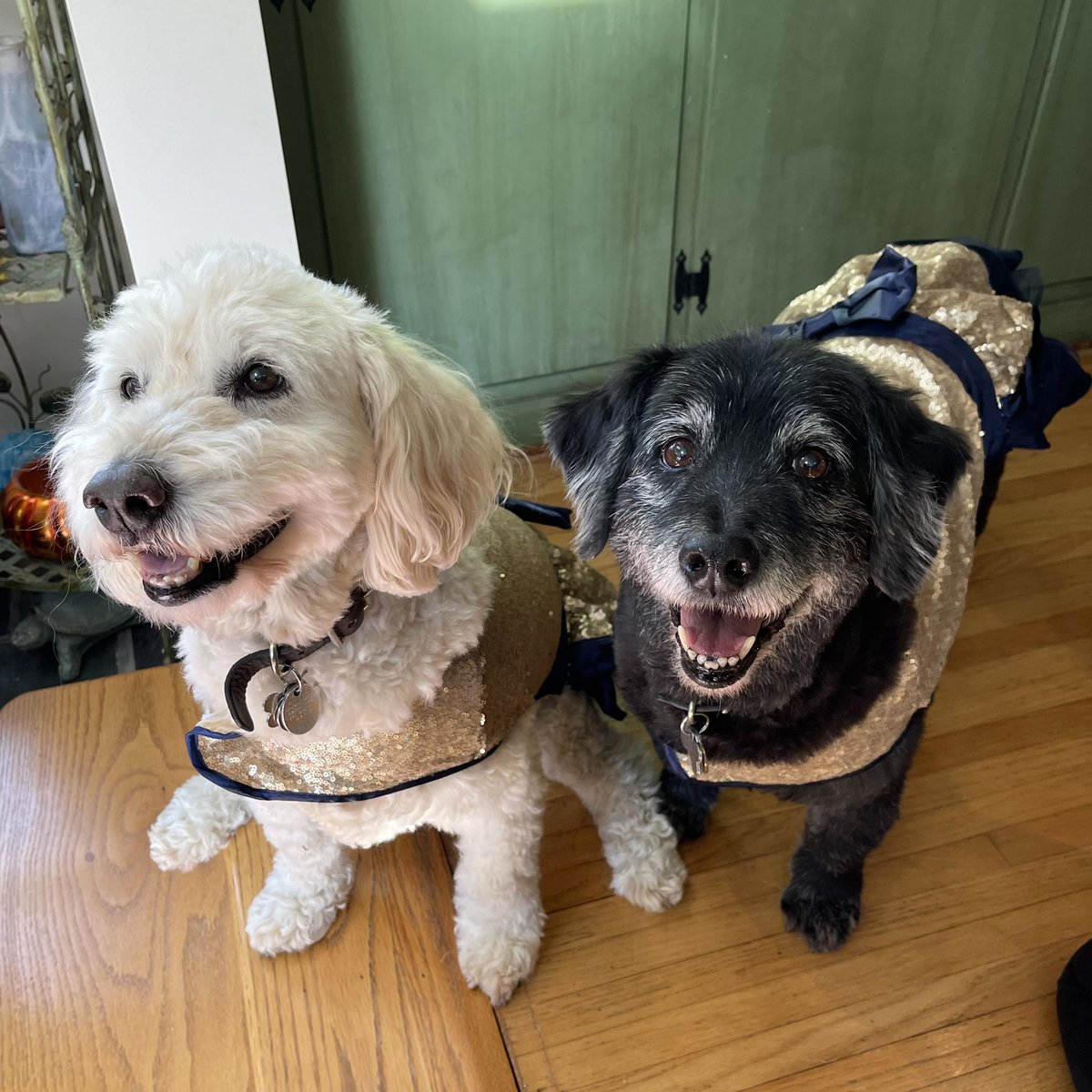 JulesInNOLA's tweet photo. @Margare82343900 @Seasherm @We_Like_Dogs I had Buffy and Faith for nearly 16 years! The slayers!!! https://t.co/l8ZD7T1W6P
