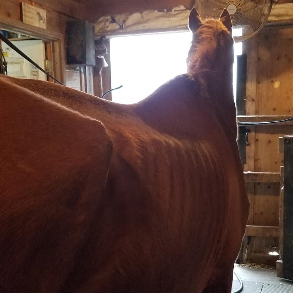 bowden2you's tweet photo. RT! #Donations desperately needed for this emaciated, neglected young #horse in the care of IHERC in #ChesterBasin #NS @Surge105 @HotCountry1035 @CTVAtlantic @CTVMorningAtl @CBCNS @globalhalifax This sweet boy needs all the help he can get. TY β₯οΈ https://t.co/STl7x5ZNfu