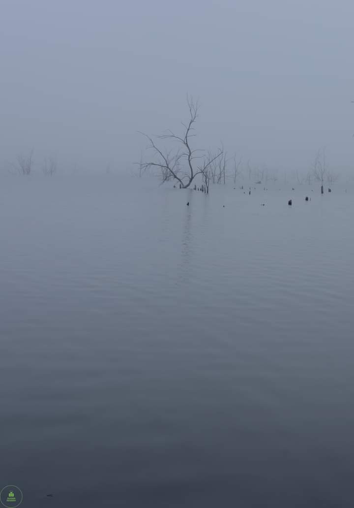 benjamin1088's tweet photo. A minimalistic photo. Dead trees on a foggy lake #NaturePhotography #photography #PictureOfTheDay https://t.co/0DuJ0U7YQ9