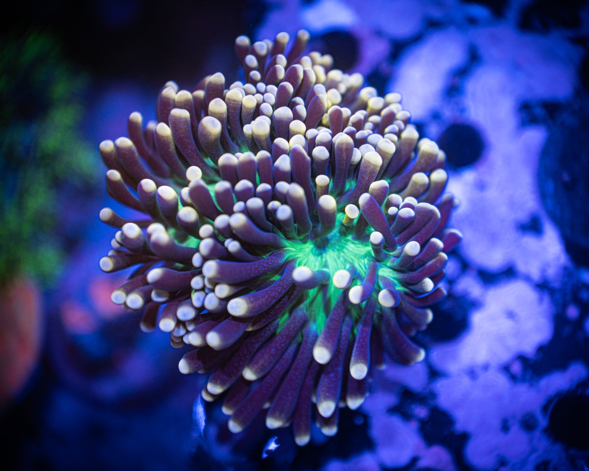 ReefChasers tweet picture