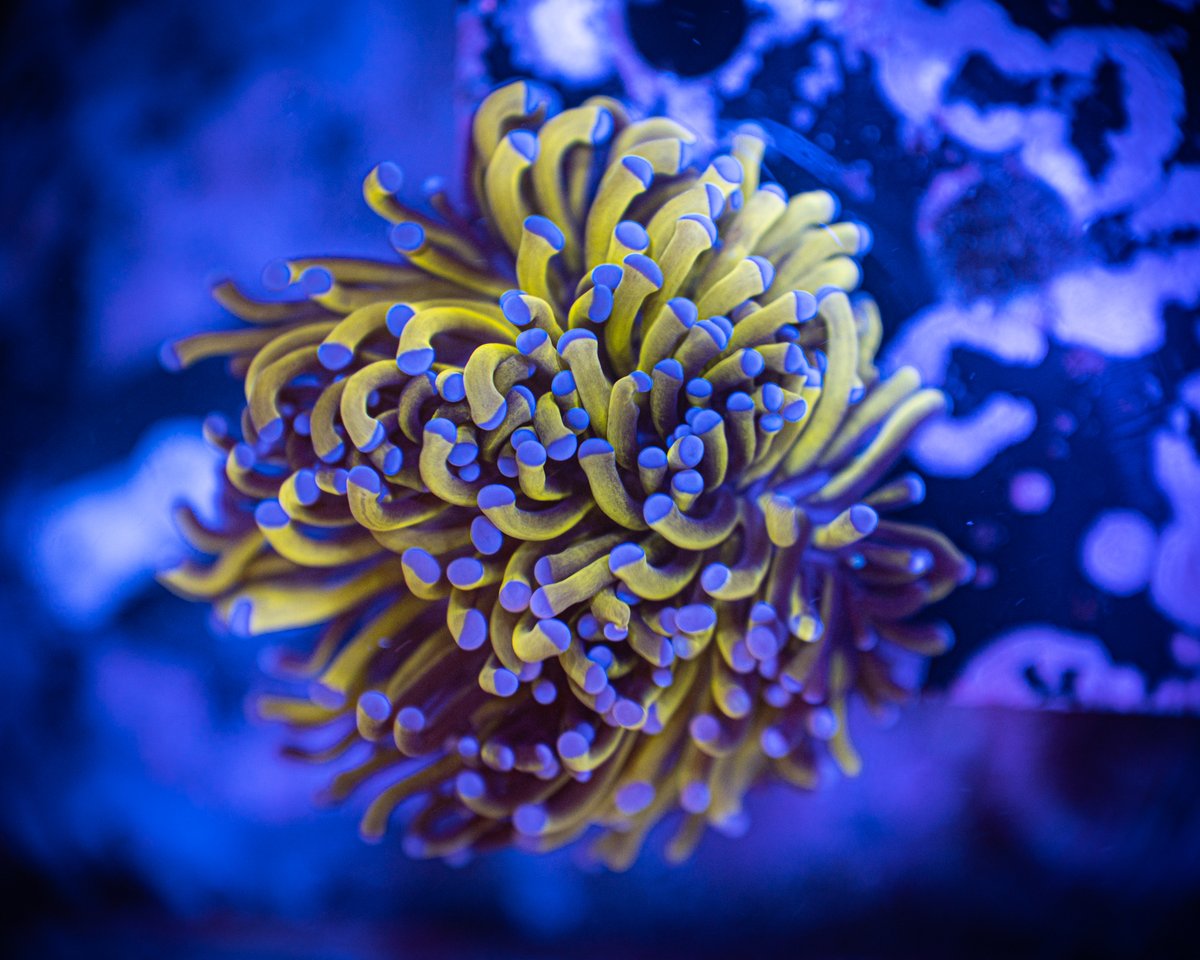 ReefChasers tweet picture
