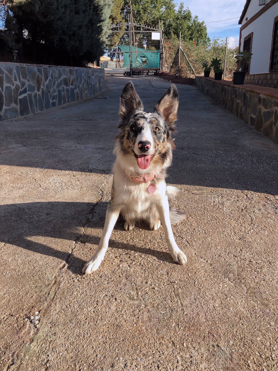 Deliafdezz's tweet photo. Resumen de mi finde llenita de amor 💓🐶✨ https://t.co/mxGz94auYl