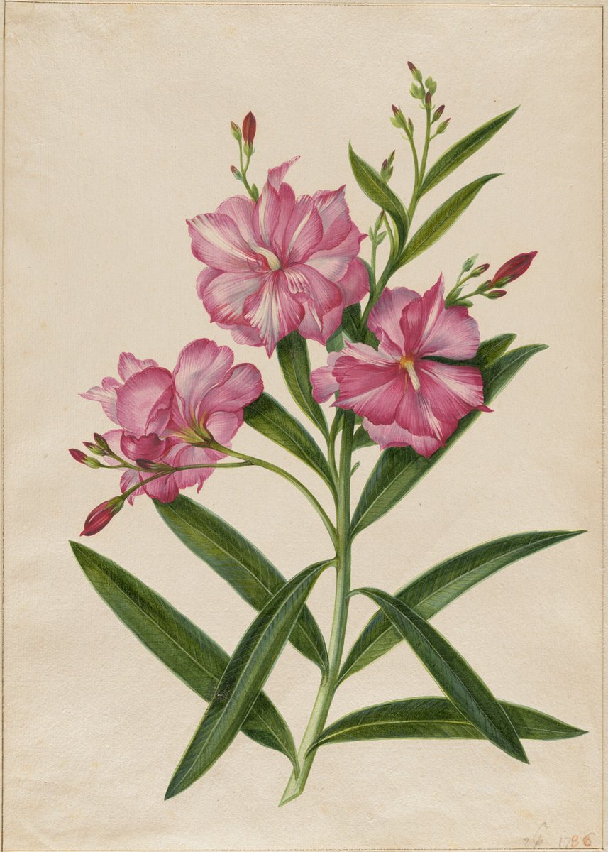 Can you name this plant? 🌱 🍀🌿🍃