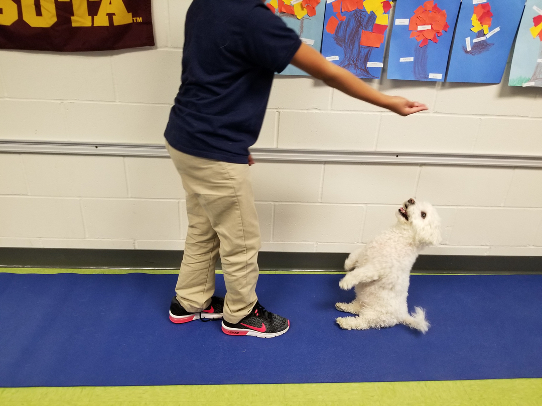 Dogs are the easiest to communicate with. They will follow your lead with a simple hand motion, taught in a therapeutic way. 

Learn more in our CIC Foundational Skills classes starting in January 2023!

study: ncbi.nlm.nih.gov/pmc/articles/P…