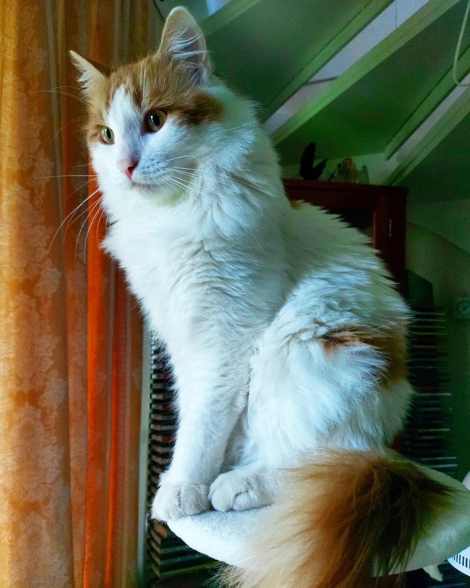 interjace's tweet photo. @TranslatedCats Omg for a second I thought it was my cat @TarcinChallenge https://t.co/TygnYMc20f