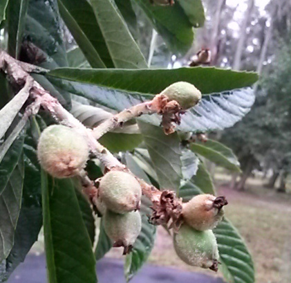 Loquats are setting fruit early. Normally flowering starts in Aug, but don't set fruit till Dec. This year many cvrs were setting fruit in Oct. I don't know what factors trigger fruit set. This year we might get ripe loquats by Christmas.
#loquat