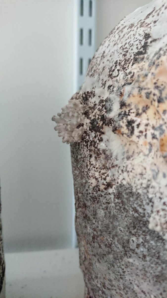 #Croydon Cr'Oyster mushrooms struggling to develop. They need a long cold spell to shock them into growth.