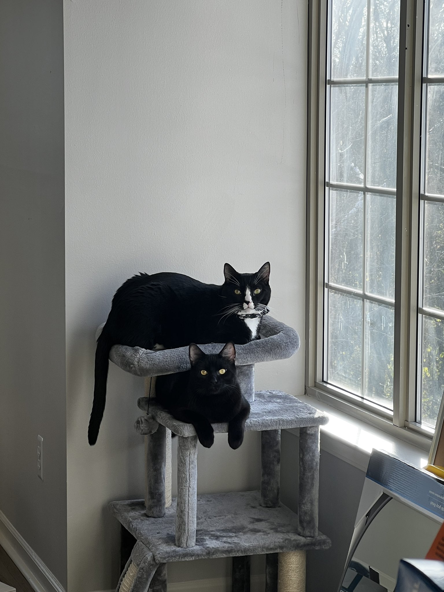 UndeadEm on Twitter: "Killua and Gucci are loving the new apartment